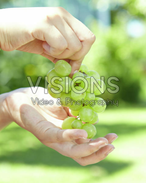 Handen met druiven