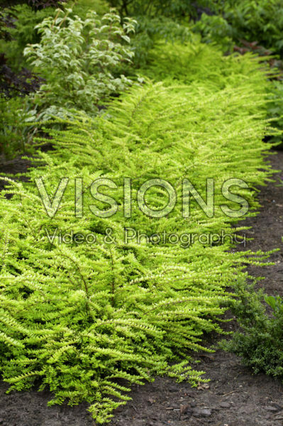 Lonicera nitida Golden Glow PBR Lonicera nitida Golden Glow PBR