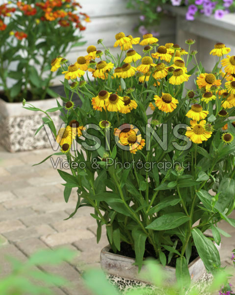 Helenium Carmen Helenium Carmen