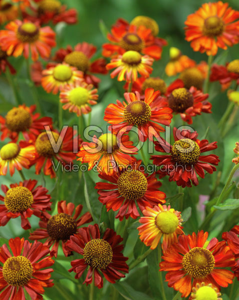 Helenium Tom Helenium Tom