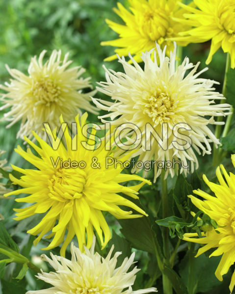 Dahlia Ice Crystal, Kennemerland Dahlia Ice Crystal, Kennemerland