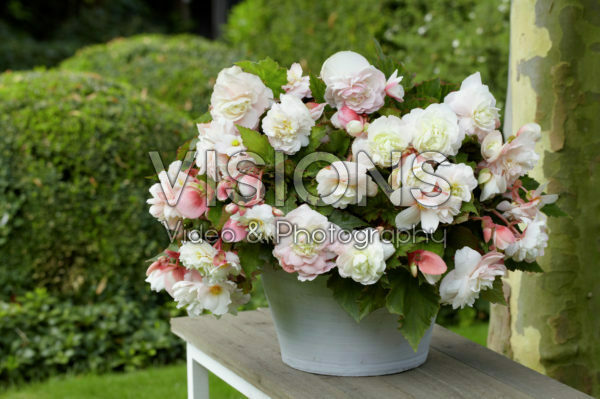 Begonia odorata Angelique Begonia odorata Angelique