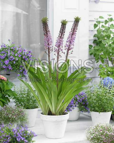 Eucomis Pink Gin Eucomis Pink Gin
