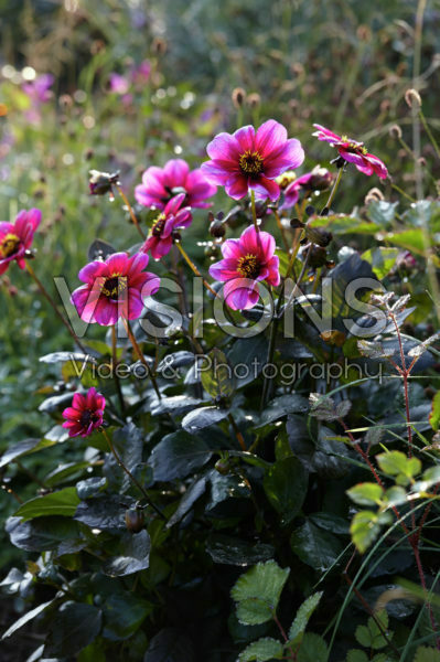 Dahlia Roxy Dahlia Roxy