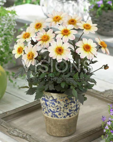 Dahlia Happy Days Cream White® Dahlia Happy Days Cream White®