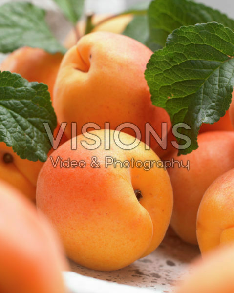 Prunus armeniaca Tros oranje