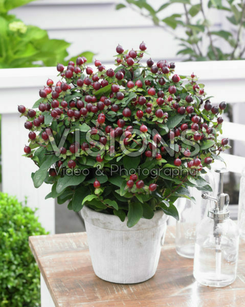 Hypericum x inodorum Magical Universe