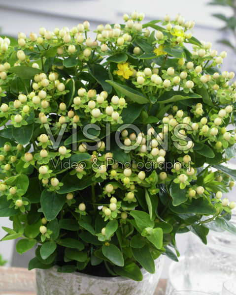 Hypericum x inodorum Magical Sunshine ® Hypericum x inodorum Magical Sunshine ®