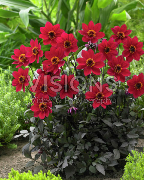 Dahlia Happy Days Cherry Red® Dahlia Happy Days Cherry Red®