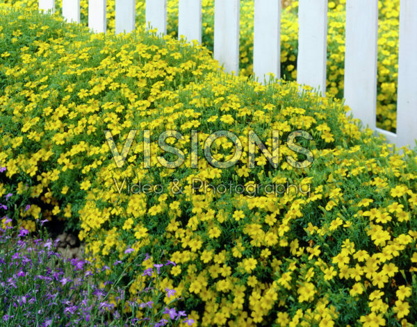 Tagetes signata pumila Lulu Tagetes signata pumila Lulu