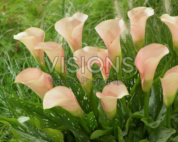 Zantedeschia Auckland