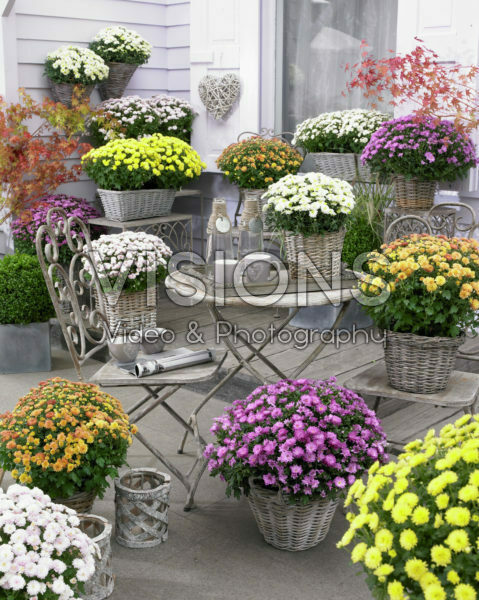 Chrysanthemum mix Chrysanthemum mix