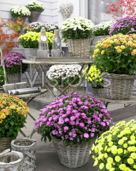 Chrysanthemum mix Chrysanthemum mix