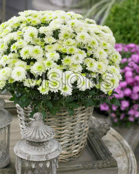 Chrysanthemum Chrysanthemum