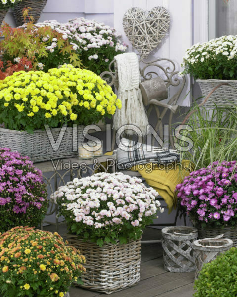 Chrysanthemum mix