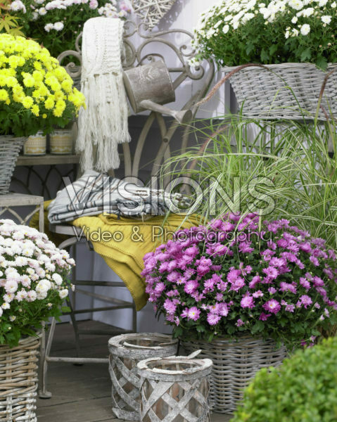 Chrysanthemum Chrysanthemum