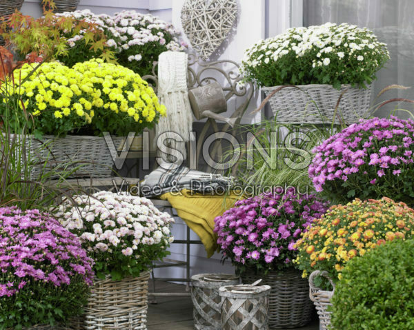 Chrysanthemum mix