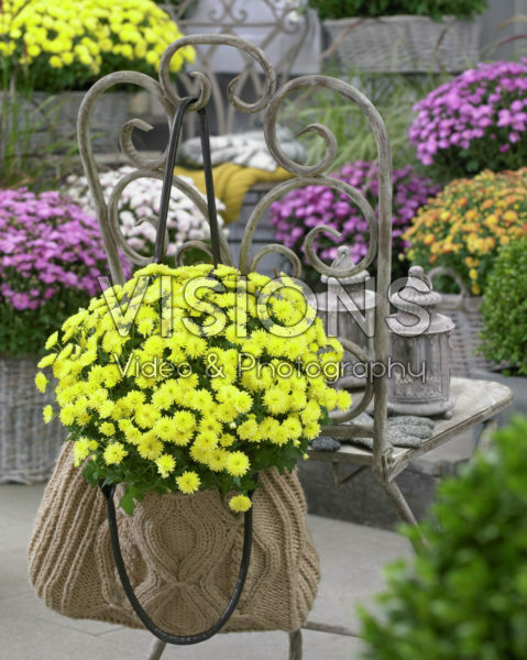 Chrysanthemum Chrysanthemum