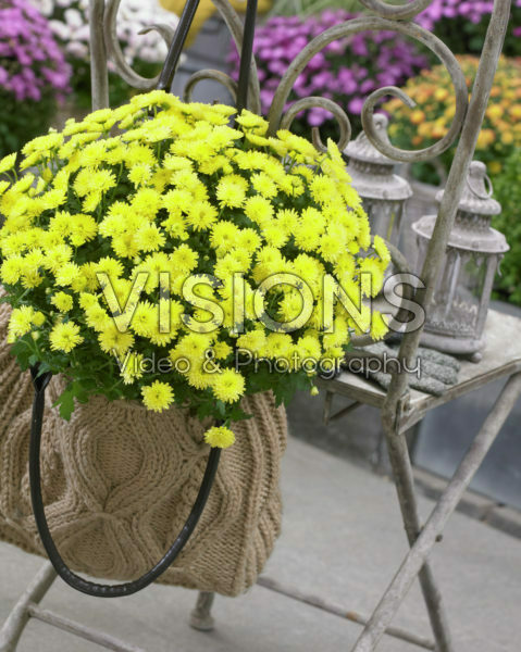 Chrysanthemum Chrysanthemum