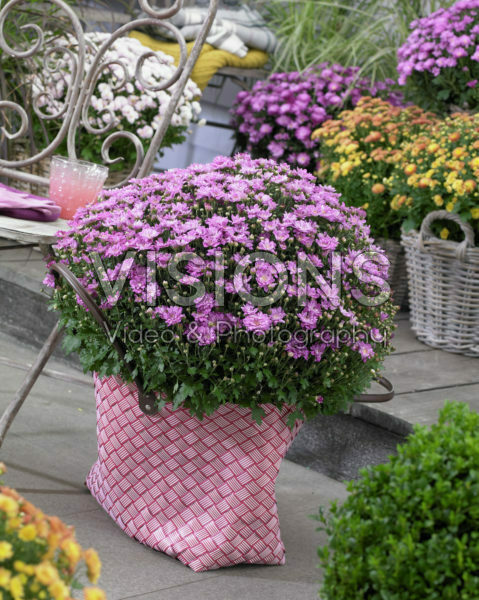 Chrysanthemum