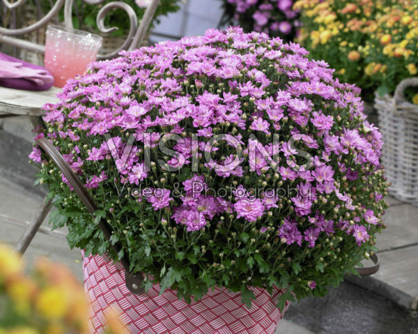 Chrysanthemum Chrysanthemum