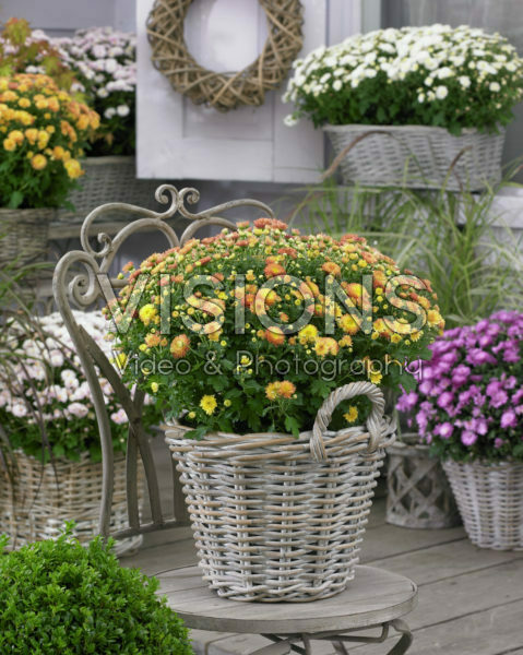Chrysanthemum Chrysanthemum