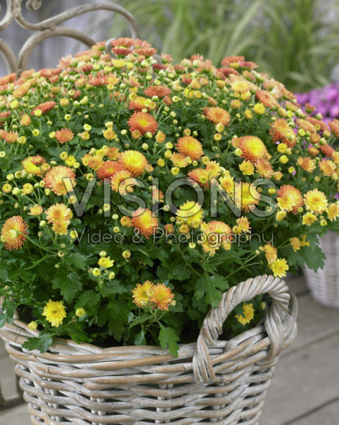 Chrysanthemum Chrysanthemum