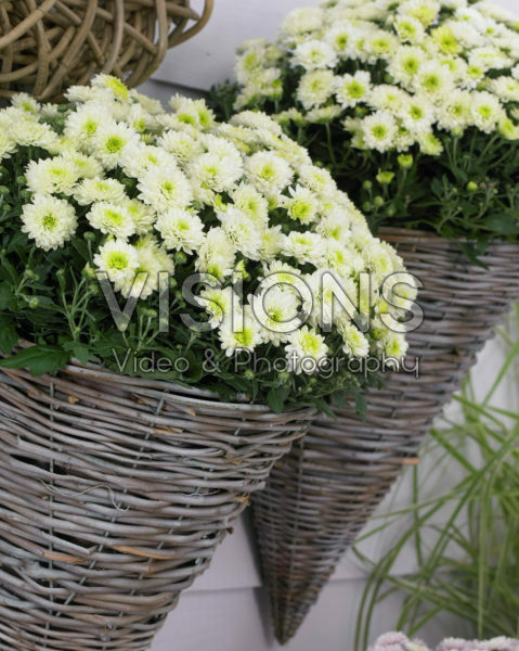 Chrysanthemum Chrysanthemum