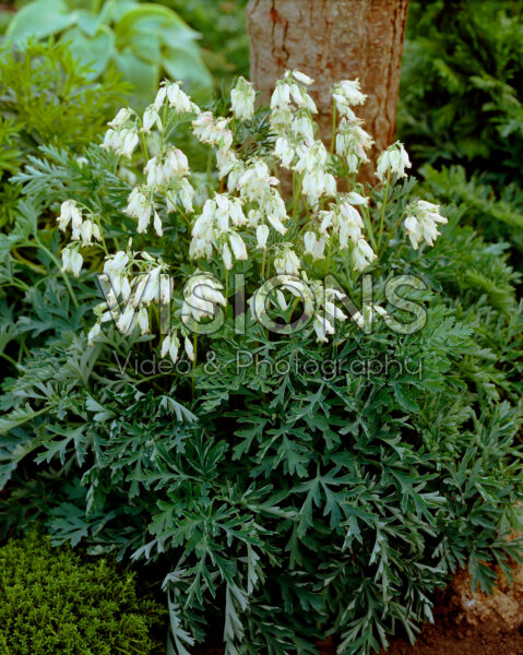 Dicentra formosa Aurora Dicentra formosa Aurora