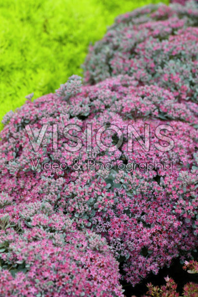 Sedum Robustum