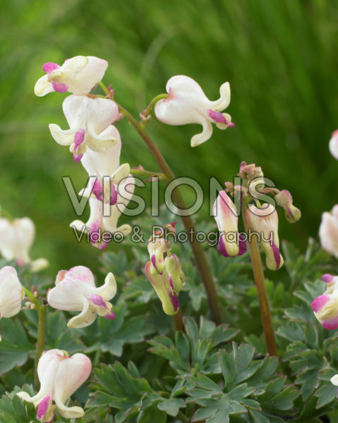 Dicentra Love Hearts Dicentra Love Hearts