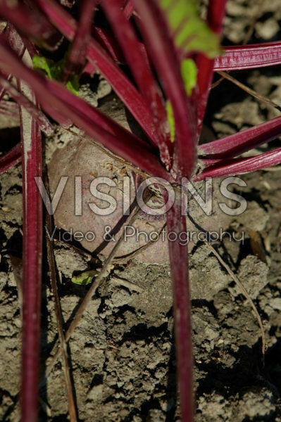 Beta vulgaris Moneta Beta vulgaris Moneta