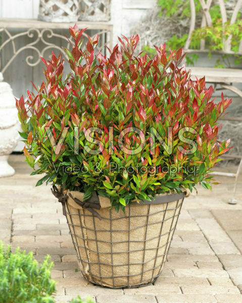 Leucothoe axillaris Little Flames Leucothoe axillaris Little Flames
