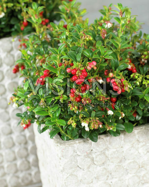 Vaccinium vitis-idaea Miss Cherry Vaccinium vitis-idaea Miss Cherry