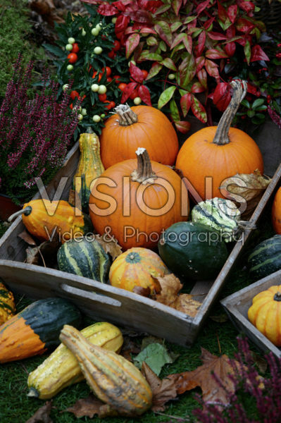 Pumpkins and gourds assortment