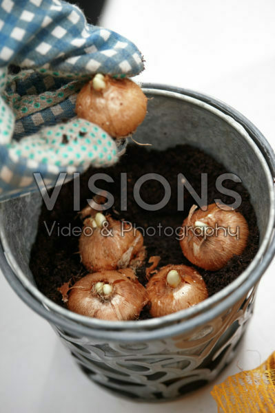 Crocus bollen planten