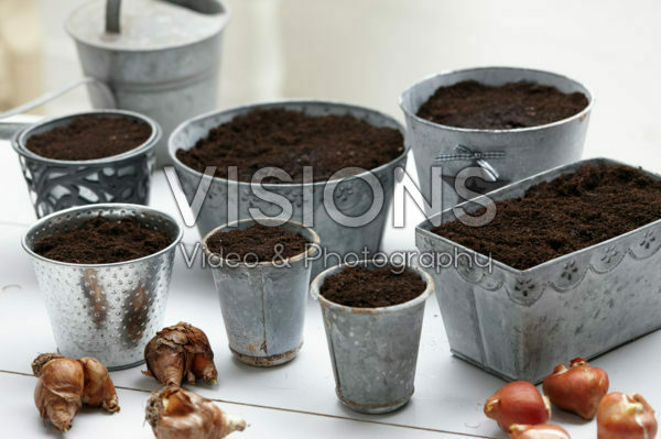 Planted bulbs in pots