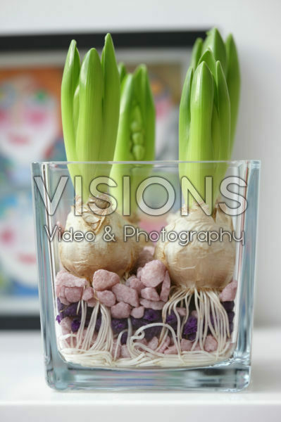 Huisbroei, Hyacinthus