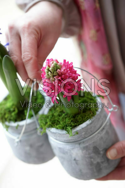 Holding hyacinths