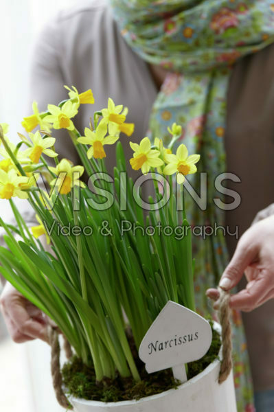 Holding daffodils