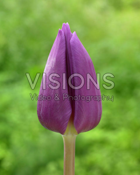 Tulipa Dirk van Kleef Tulipa Dirk van Kleef