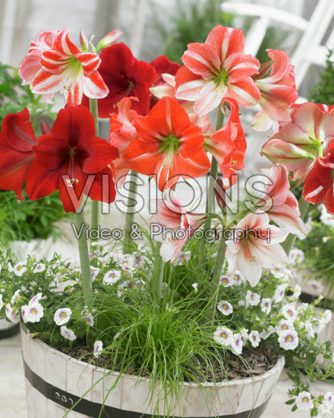 Hippeastrum mixed