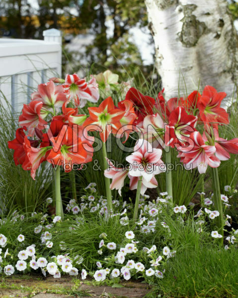 Hippeastrum gemengd