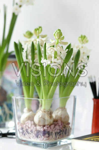 Huisbroei, Hyacinthus