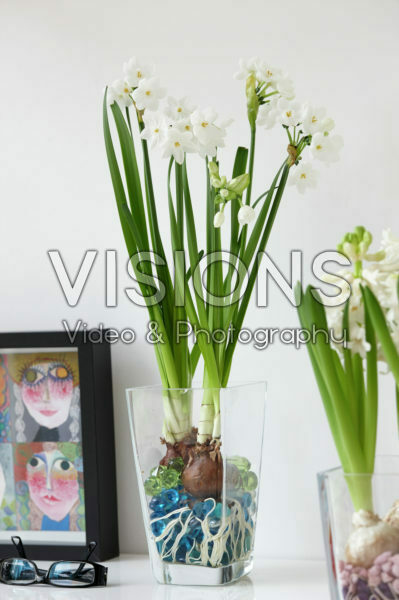 Indoor forcing, Narcissus