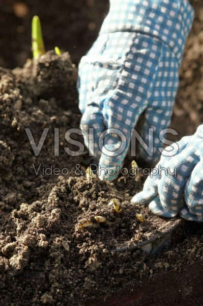 Lifting bulbs on pots after overwintering