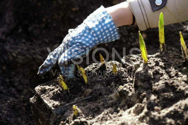 Bollen uit de grond halen na overwinteren