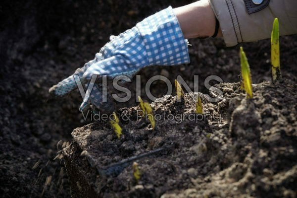 Lifting bulbs on pots after overwintering