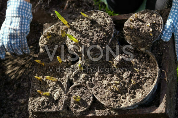 Lifting bulbs on pots after overwintering