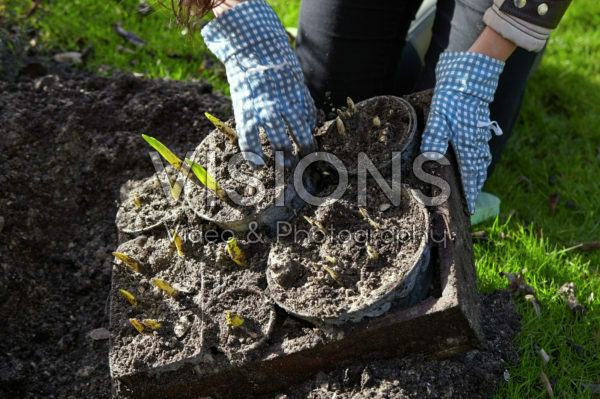 Bollen uit de grond halen na overwinteren